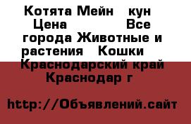 Котята Мейн - кун › Цена ­ 19 000 - Все города Животные и растения » Кошки   . Краснодарский край,Краснодар г.